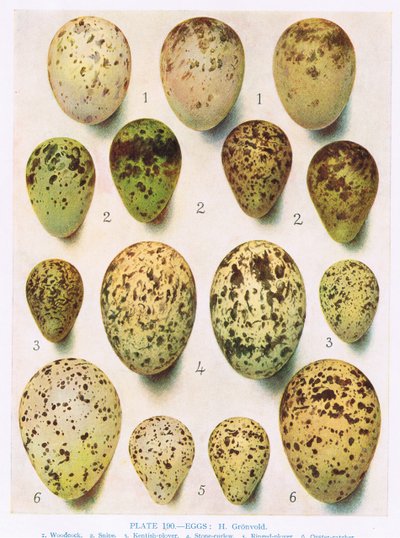 Eggs: Kittiwake: Great Black Backed Gull: etc, illustration from 